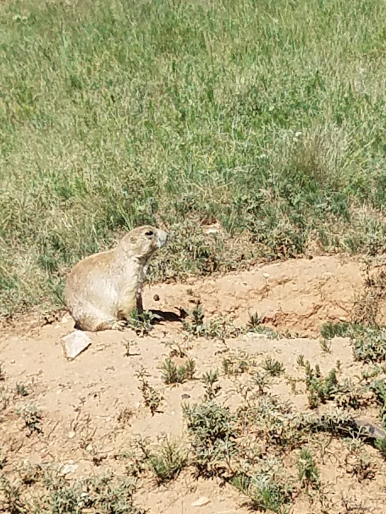 A prairie dog, on his haunches. Ready to sound the alarm, or just dive into his hole.